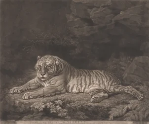 A Tiger